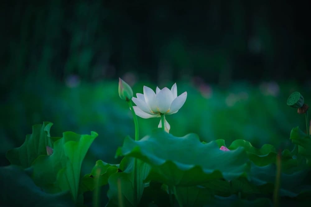 ��ʤ�������ִ�����ħ��ζ���