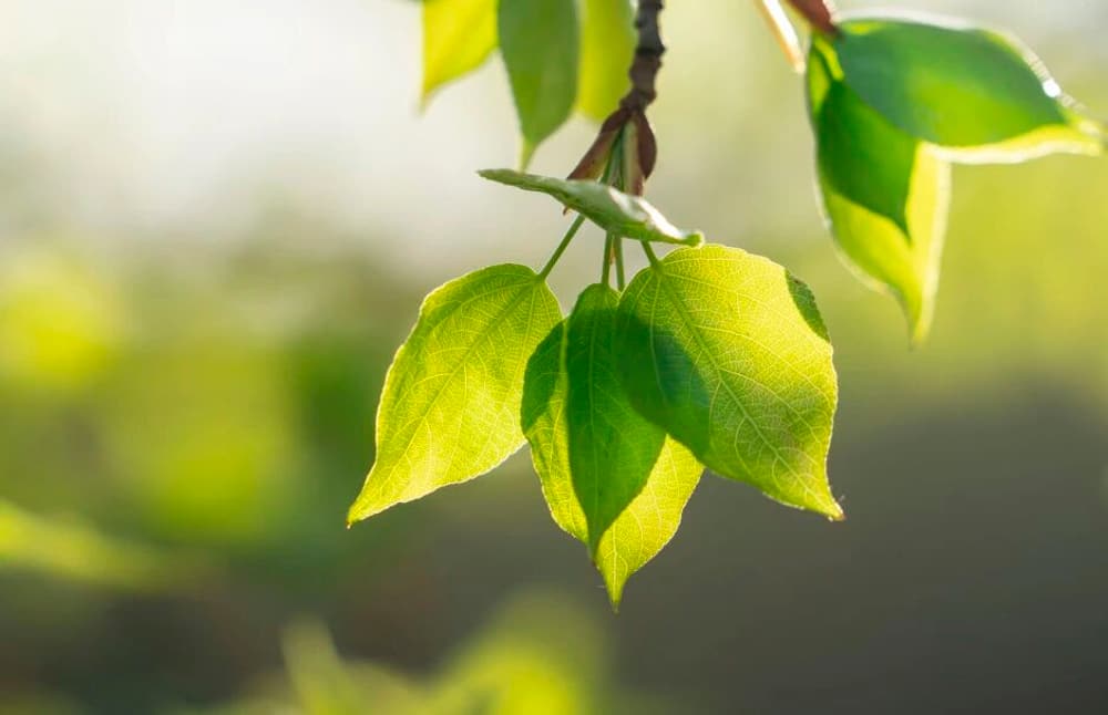 �޳յ��߸�ԭ��